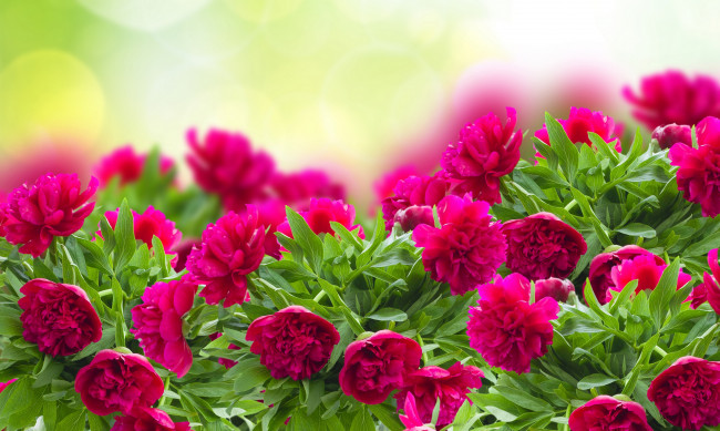 Обои картинки фото цветы, пионы, листья