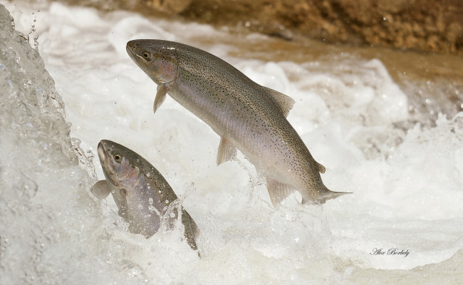 Обои картинки фото животные, рыбы, форель