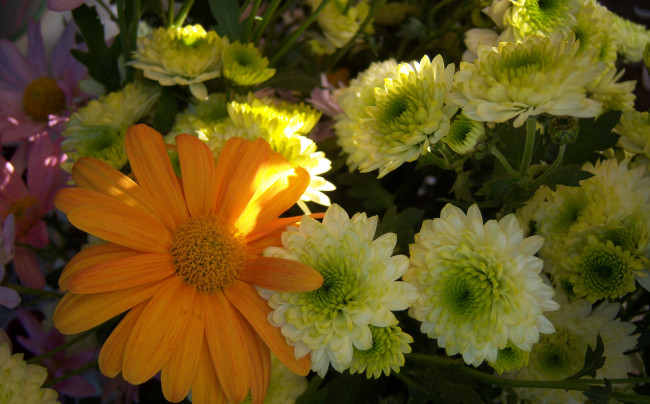 Обои картинки фото цветы, разные вместе, солнечно, разные, блики