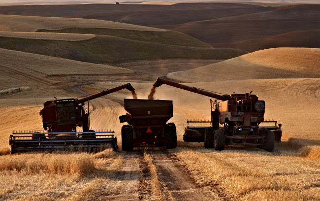 Обои картинки фото техника, комбайны, поле, комбайн