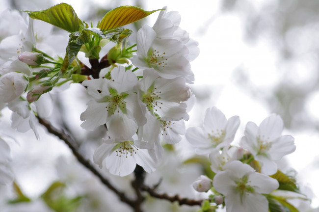 Обои картинки фото цветы, цветущие деревья ,  кустарники, соцветия, ветки, дерево