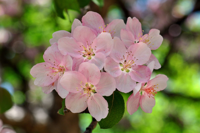 Обои картинки фото цветы, цветущие деревья ,  кустарники, весна