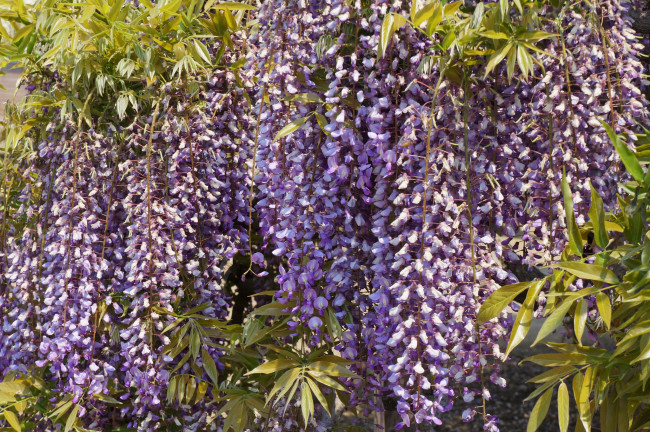 Обои картинки фото цветы, глициния, гроздья