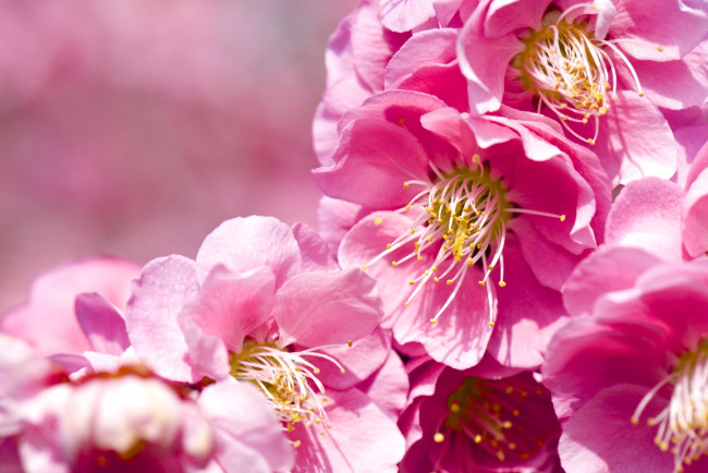 Обои картинки фото цветы, цветущие деревья ,  кустарники, слива