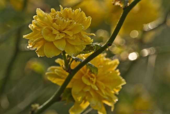 Обои картинки фото цветы, цветущие деревья ,  кустарники, желтые, капли