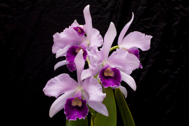 Обои картинки фото цветы, орхидеи, орхидея