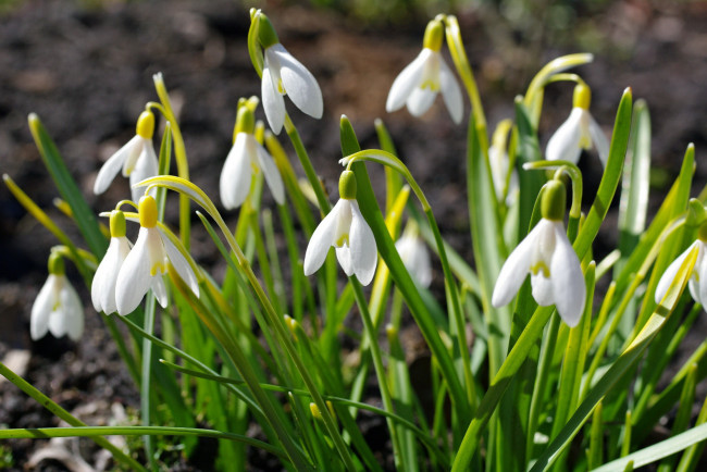 Обои картинки фото цветы, подснежники,  белоцветник,  пролески, весна