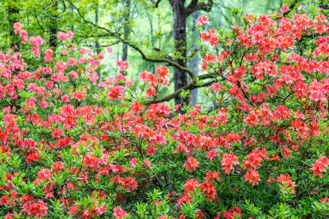 Обои картинки фото цветы, рододендроны , азалии, кусты