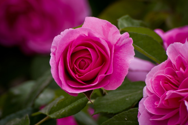 Обои картинки фото цветы, розы, розовый