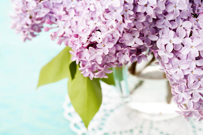 Обои картинки фото цветы, сирень, ваза