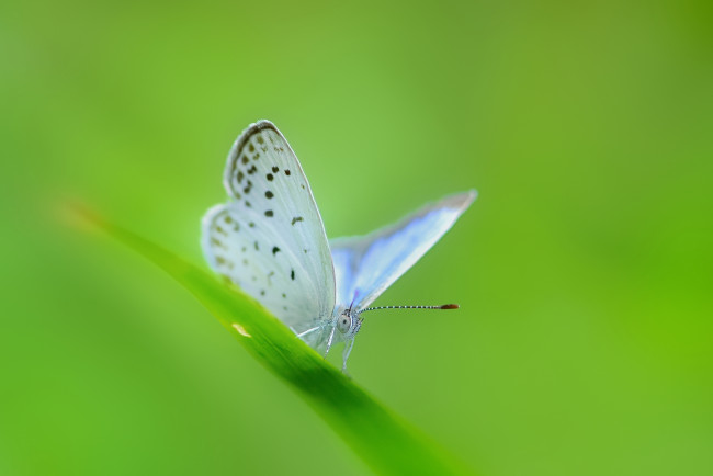 Обои картинки фото животные, бабочки, зелень, бабочка, травинка