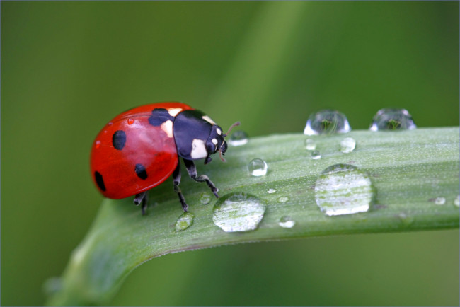 Обои картинки фото животные, божьи коровки, роса