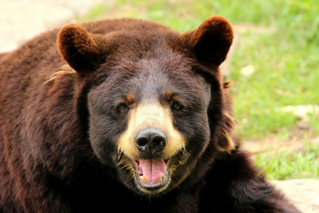 Обои картинки фото животные, медведи, бурый