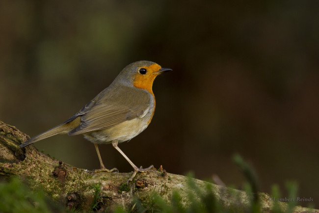 Обои картинки фото животные, птицы, дерево, птица