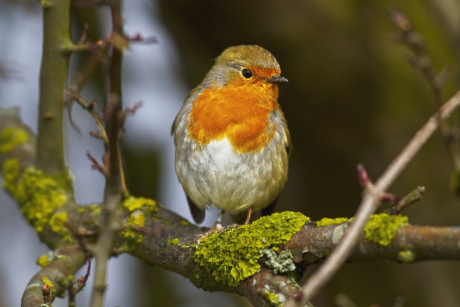 Обои картинки фото животные, зарянки , малиновки, грудка
