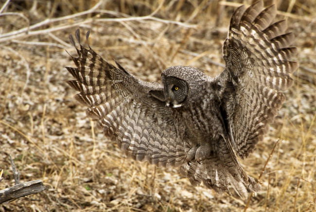 Обои картинки фото животные, совы, крылья