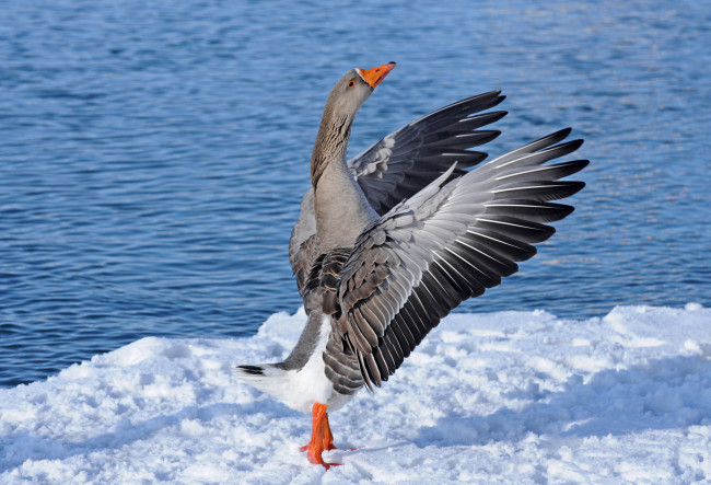 Обои картинки фото животные, гуси, гусь, снег, водоём