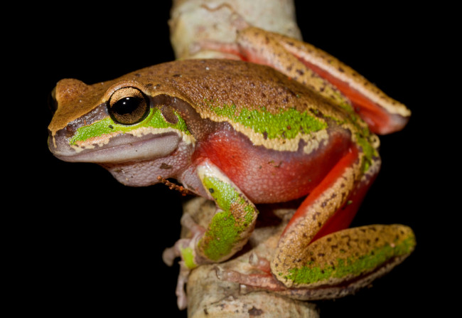 Обои картинки фото животные, лягушки, лапки