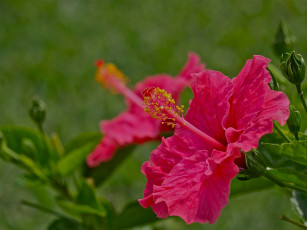 Картинка цветы гибискусы небо розовый гибискус