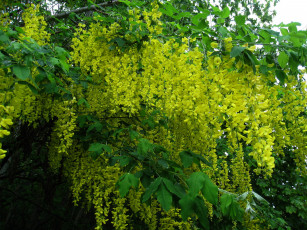 Картинка цветы глициния куст