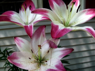 Картинка цветы лилии +лилейники трио