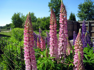 Картинка цветы люпин синий розовый