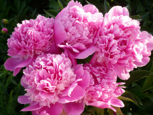 Картинка цветы пионы розовый