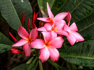 Картинка цветы плюмерия