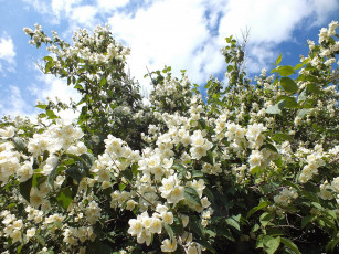 Картинка цветы жасмин весна куст небо