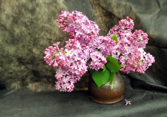 Картинка цветы сирень нежный