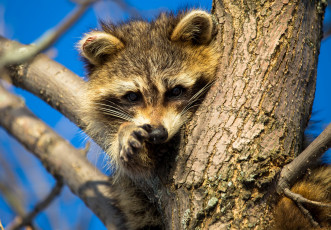 Картинка животные еноты енот