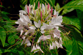 Картинка цветы клеомы лепестки белые тычинки