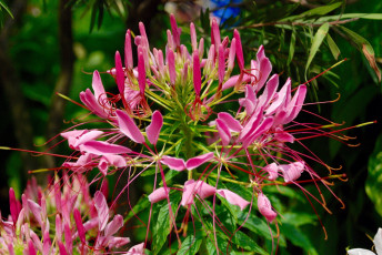 Картинка цветы клеомы тычинки лепестки розовые