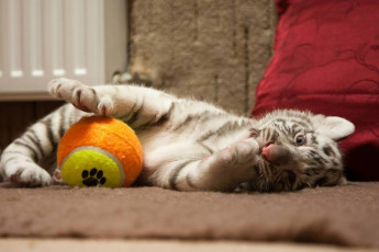 Картинка тигренок животные тигры котенок лежит мяч тигр