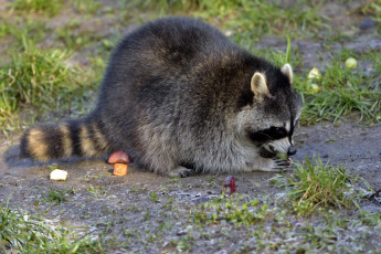 Картинка животные еноты енот