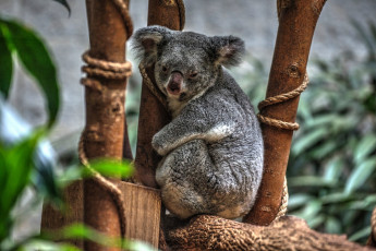 Картинка животные коалы коала