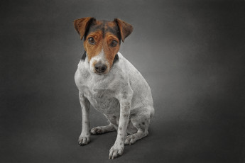 Картинка животные собаки пес