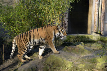 Картинка животные тигры тигр