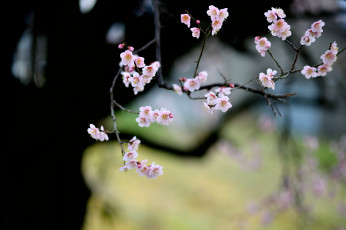 Картинка цветы цветущие+деревья+ +кустарники ветки цветущее дерево