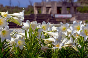 Картинка цветы лилии +лилейники белый