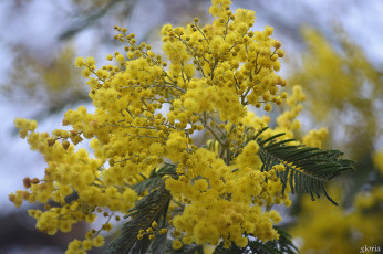 Картинка цветы мимоза акация весна