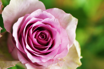 Картинка цветы розы розовая роза макро