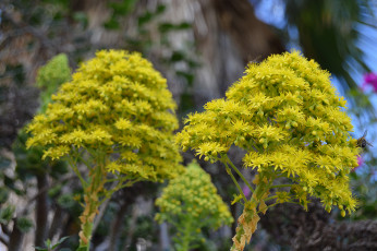 Картинка цветы жёлтые