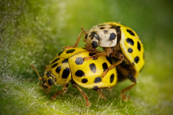 Картинка животные божьи+коровки божьи коровки макро насекомые лист