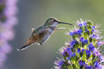 Картинка животные колибри цветы фон птица