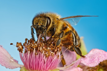 Картинка животные пчелы +осы +шмели макро насекомое цветок пчела