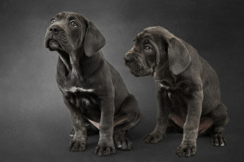 Картинка животные собаки собачки