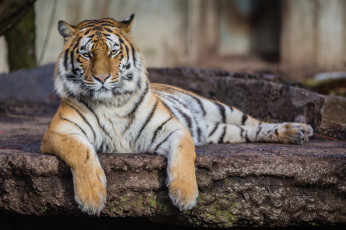 Картинка животные тигры тигр