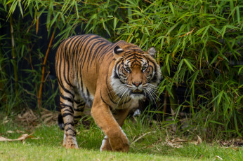 Картинка животные тигры тигр