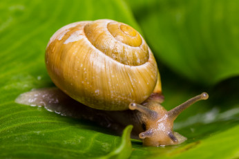 Картинка животные улитки усики насекомое улитка лист